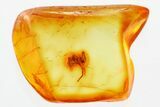 Detailed Fossil Spider (Araneae) In Baltic Amber #381505-1